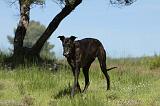 GREYHOUND 109
